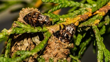 Bagworms On Evergreen