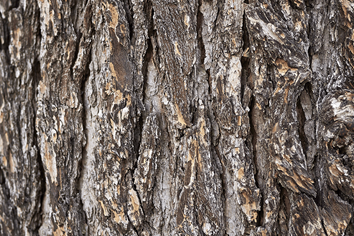 What Does A Deodar Cedar Tree Bark Look Like