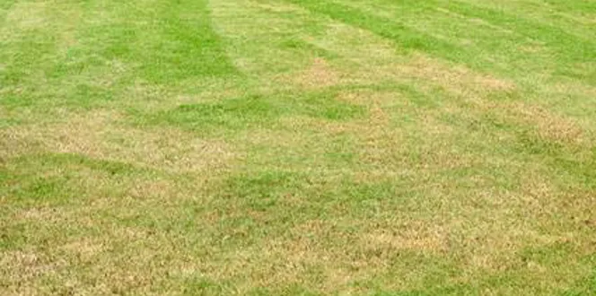 Yellow Grass Over Fertilized Fertilizer Burn Davey Tree