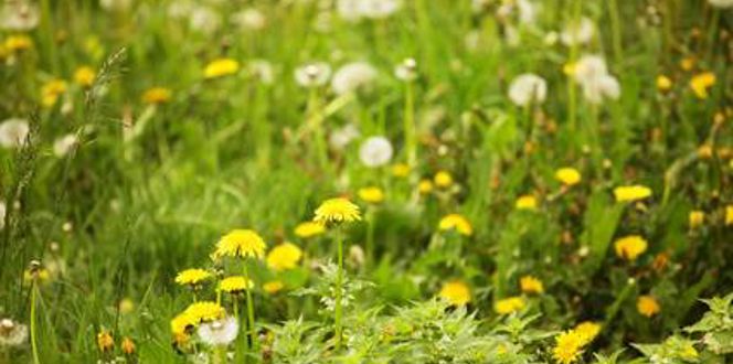 Lawn Full Of Weeds How To Kill Or Get Rid Of Davey Tree