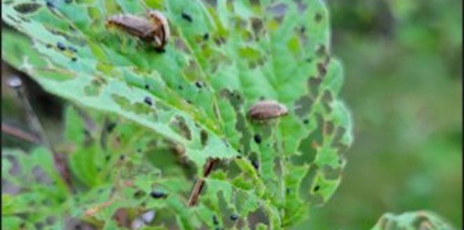 Viburnum Leaf Beetle 1