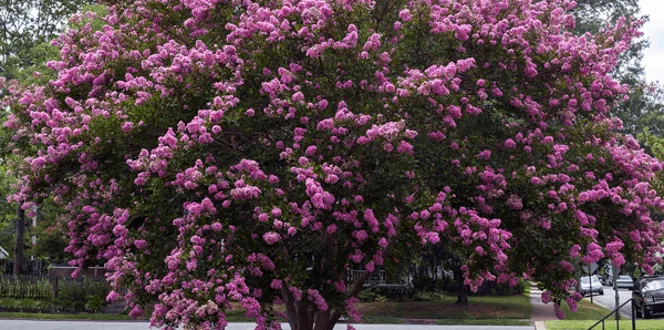 Crepe Myrtle Tree