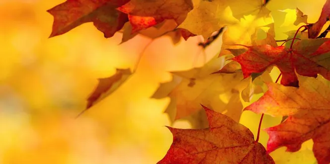 Fall Banner