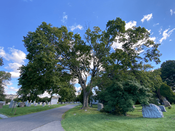 Maple Decline Branch Death Chris Fields Johnson
