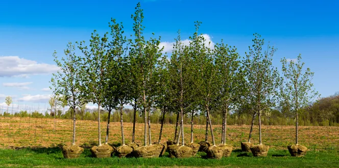Planting Trees