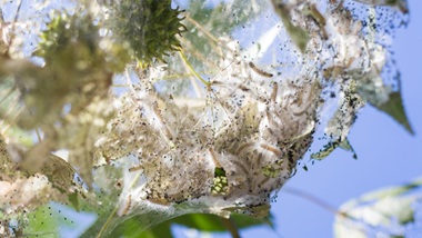Fall Webworms In Web