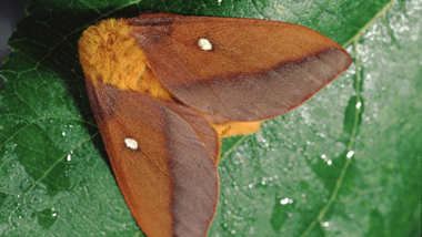 Oakworm Moth