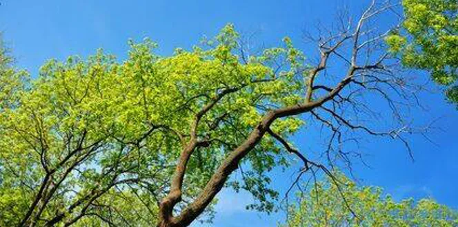 Tree With No Leaves