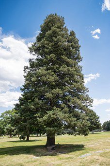 Concolor White Fir Best Trees To Increase Property Value Davey Tree