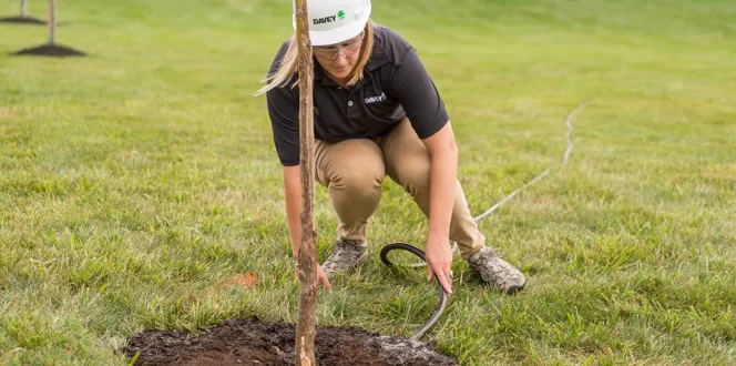 How Much Water Do Newly Planted Trees Need Davey Tree