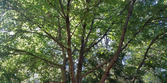 Davey Tree Ash Tree Replacements