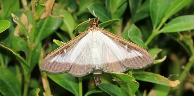 Box Tree Moth
