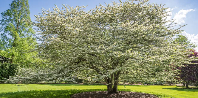 Hawthorn