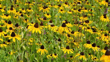 Drought Tolerant Plants