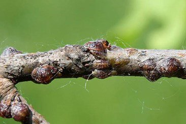 Scale Insect Control How To Ge Rid Of Scale