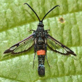 Large Red Belted Clearwing Moth Holes In Trunk Davey Tree