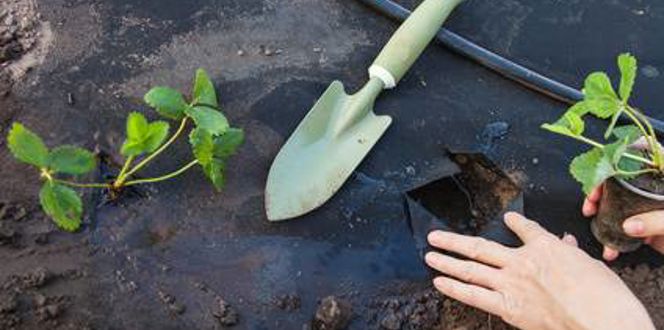Pros And Cons Of Landscape Fabric Davey Tree 2