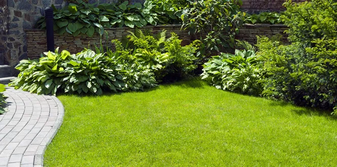 Should I Cut Back Perennials