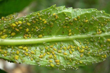 Aphid Pest Control How To Get Rid Of Aphids
