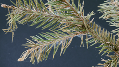 Spruce Spider Mite