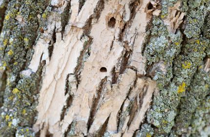 Holes In Tree Trunk Small Medium Large Davey Tree