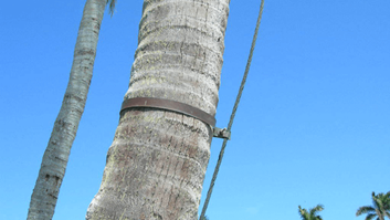 Palm Lightning Protection Close Up