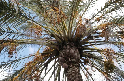 Bronzing Of Palms