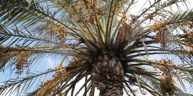 Bronzing Of Palms