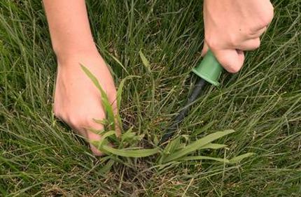 Davey Tree Crabgrass