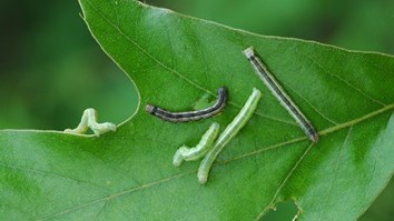 Fallcanker Cankerworms 600X337