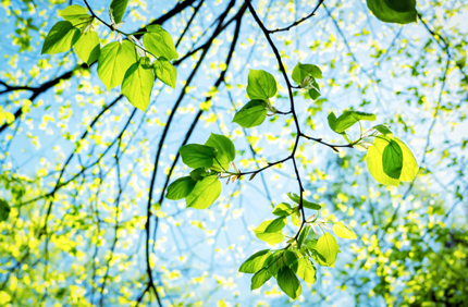 Tree Branch With Leaves