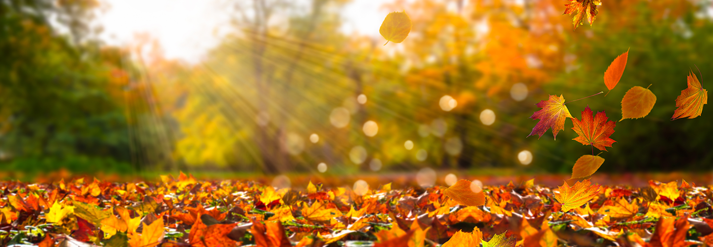 How to Take Care of a Newly Planted Tree | Davey Tree