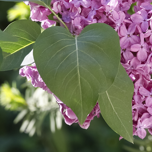 Japanese Lilac Tree Leaf