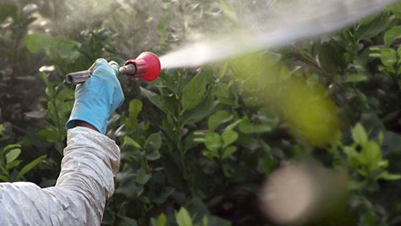 Winter Tree Care Tree Protection Spray