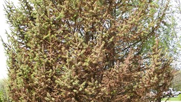 Rhizosphaera 600X338