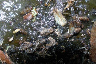 Banding Traps Cankerworms