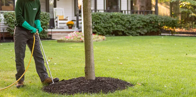 Tree And Shrub Fertilization