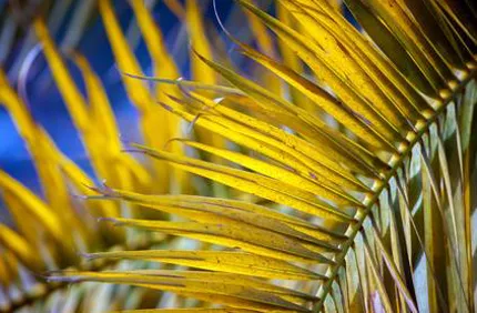 Yellow Palm Tree Fronds Davey Tree