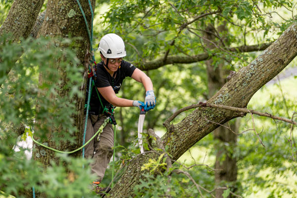 Why should you prune your trees
