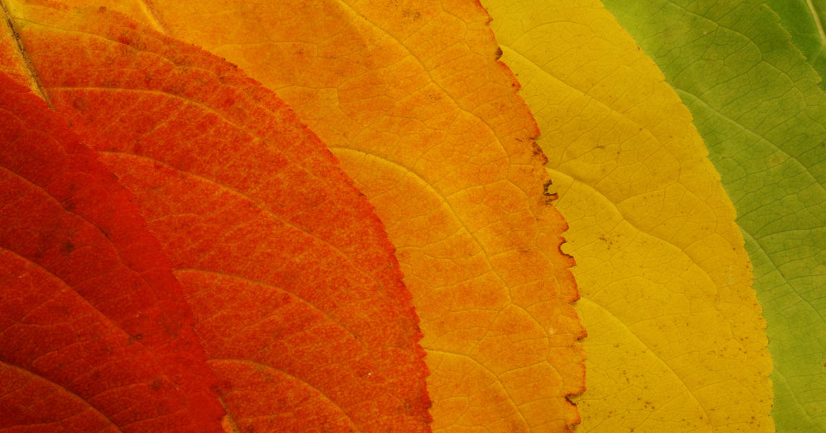 Reasons For Early Or Dull Fall Color | Davey Tree