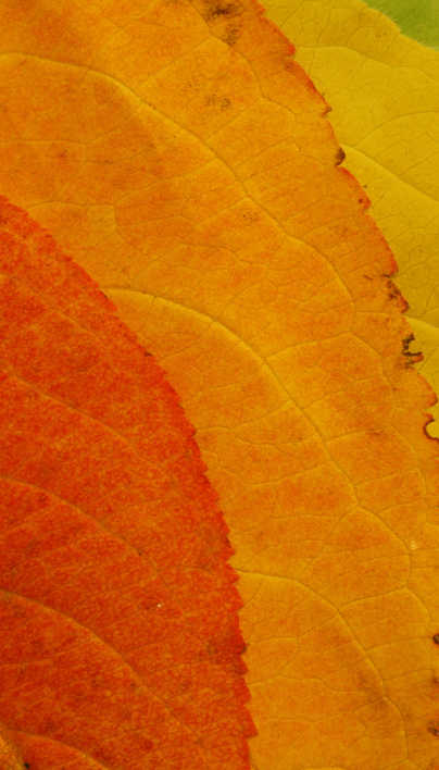 Reasons For Early Or Dull Fall Color | Davey Tree