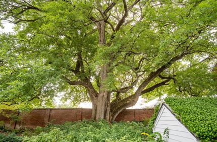 What A Tree Needs To Be Healthy Big Beautiful Tree Near House Davey Tree