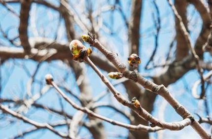 Davey Tree Tree With Buds But No Leaves