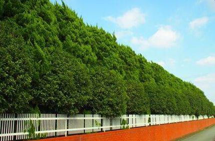 Wind Break Trees