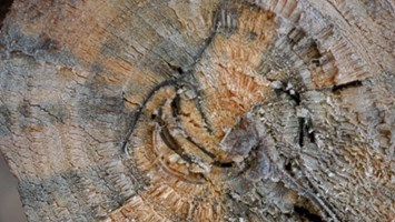 Asian Ambrosia Beetle 600X338