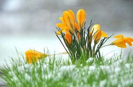 Yellow Crocus