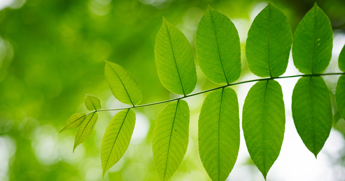 Asv Tree Ash Tree Identification By Leaves, Bark & Types Of Ash Trees | Davey Tree