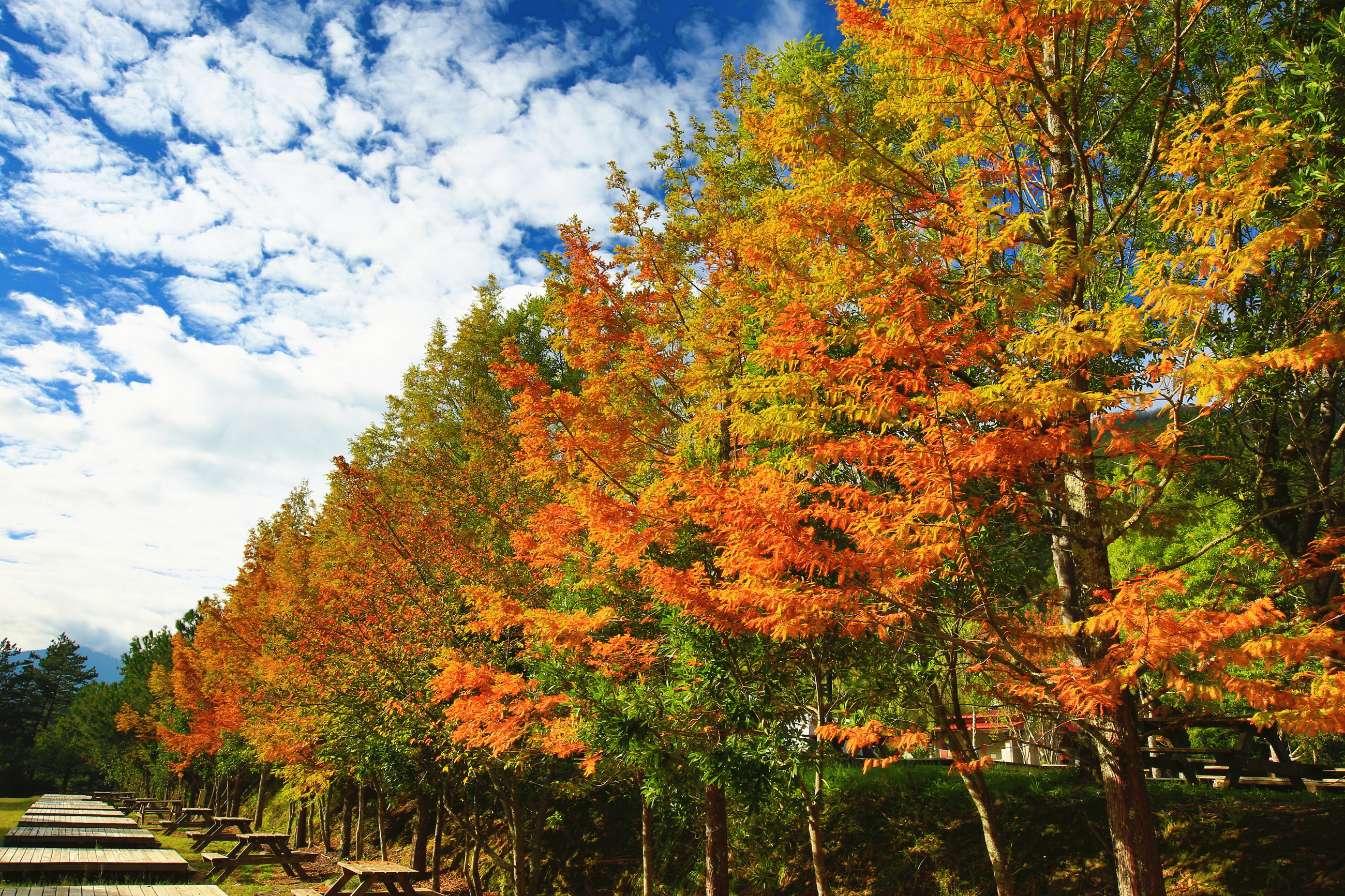 Swamp Cypress,Southern Cypress,Bald Cypress
