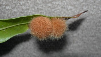 Oak Gall Fuzzy 600X337