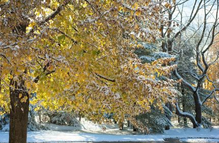 How Do Trees Prepare For Winter And Tree Dormancy Tree With Autumn Leaves And Snow Davey Tree